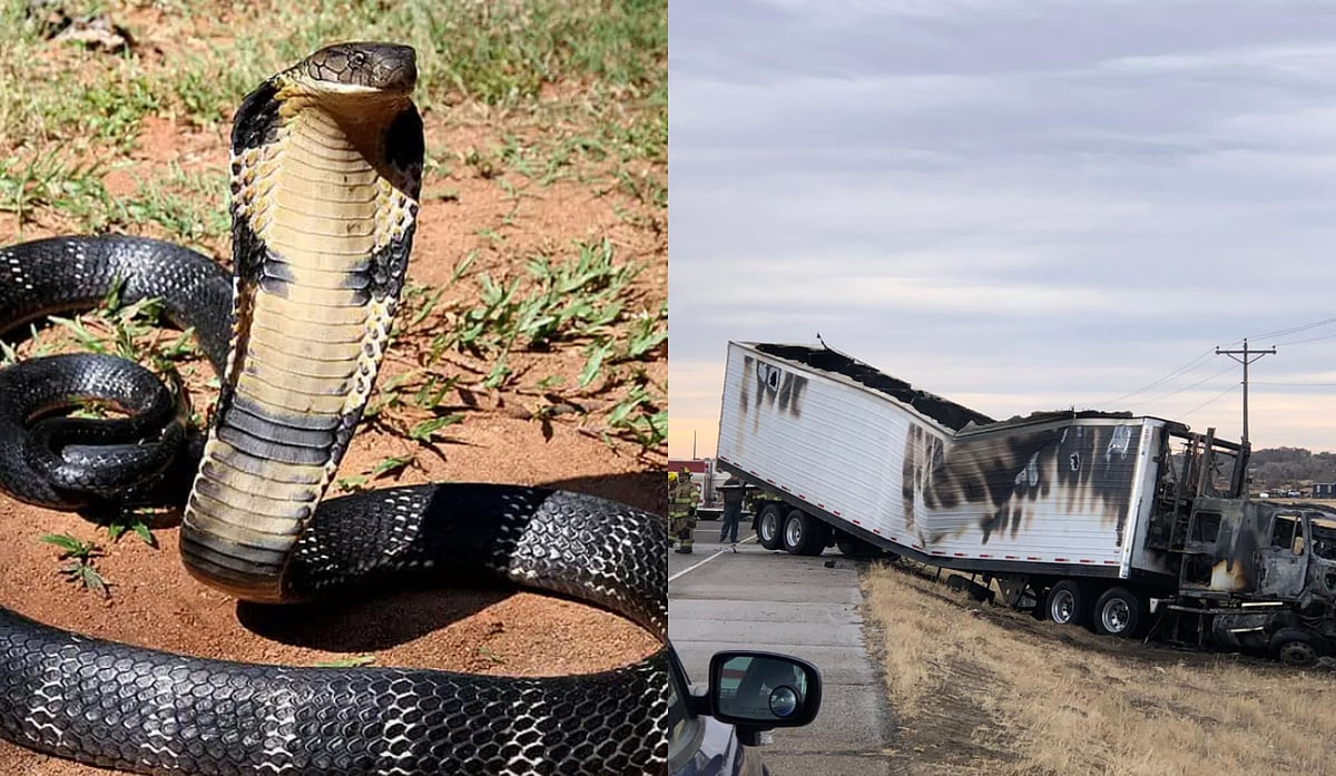 Facebook : King Cobras In Casper, Wyoming? 